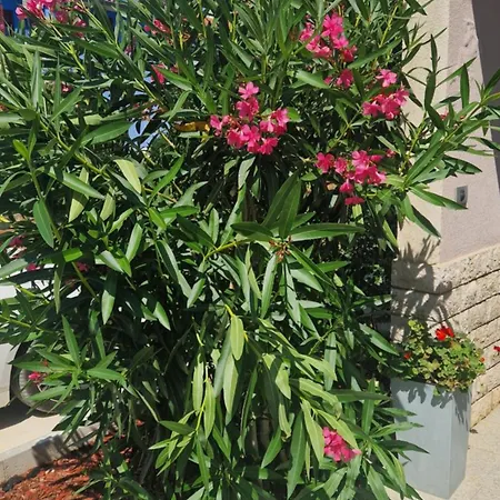 Lägenhet Near The Pula