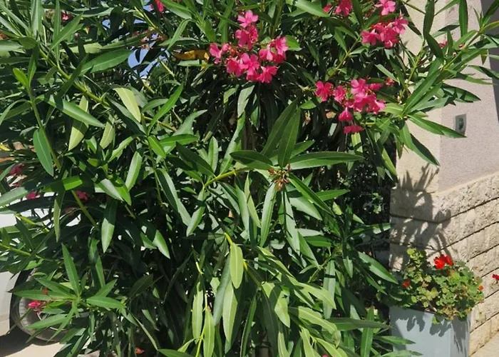 Lejlighed Near The Pula